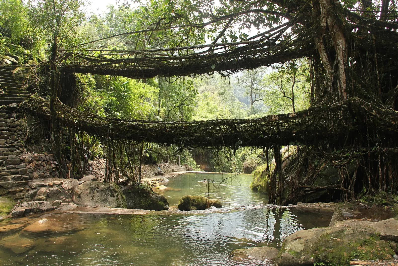A double-decker living root bridge of woven fig roots over a stream in Meghalaya