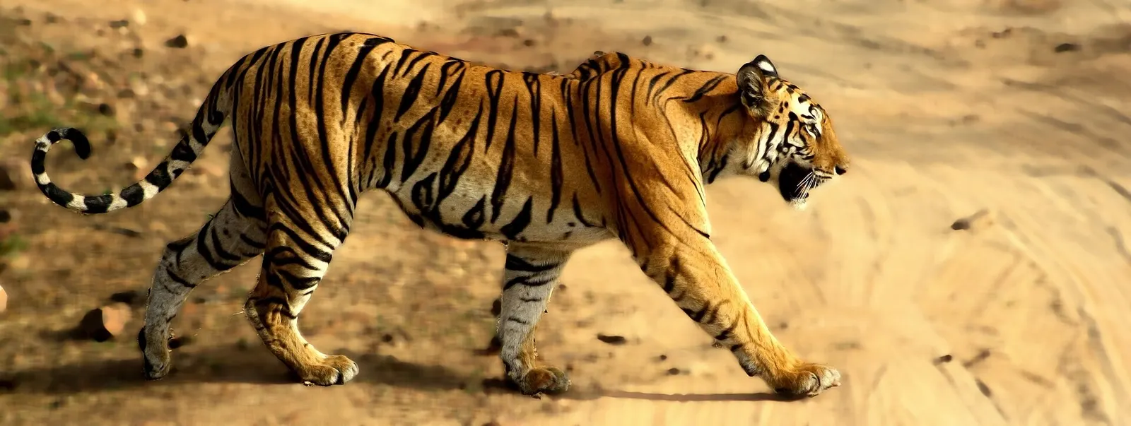 A Bengal tiger walking through the grassland and sal forest of Bandhavgarh National Park