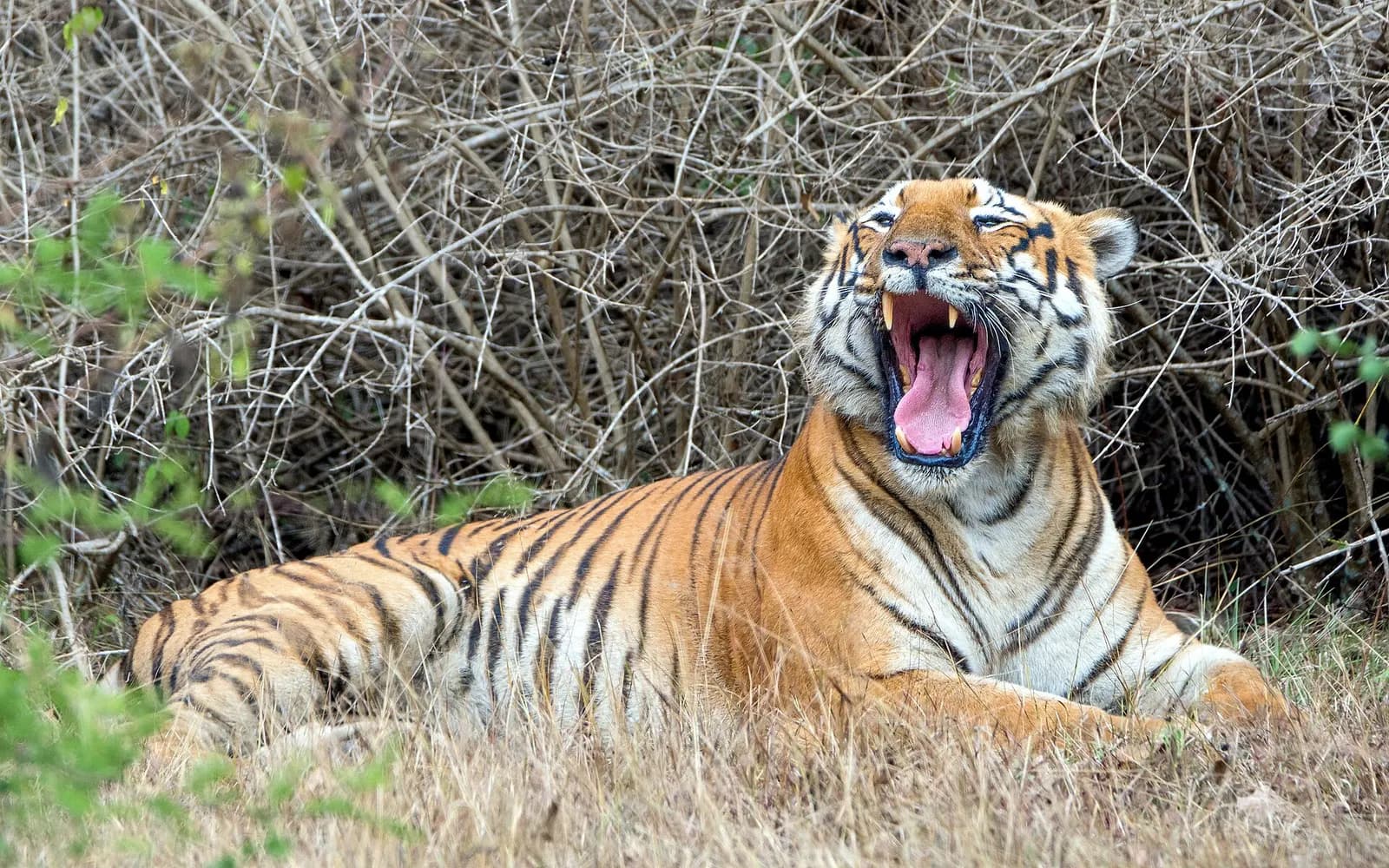 Teak forest and a safari track in Bandipur National Park, Karnataka