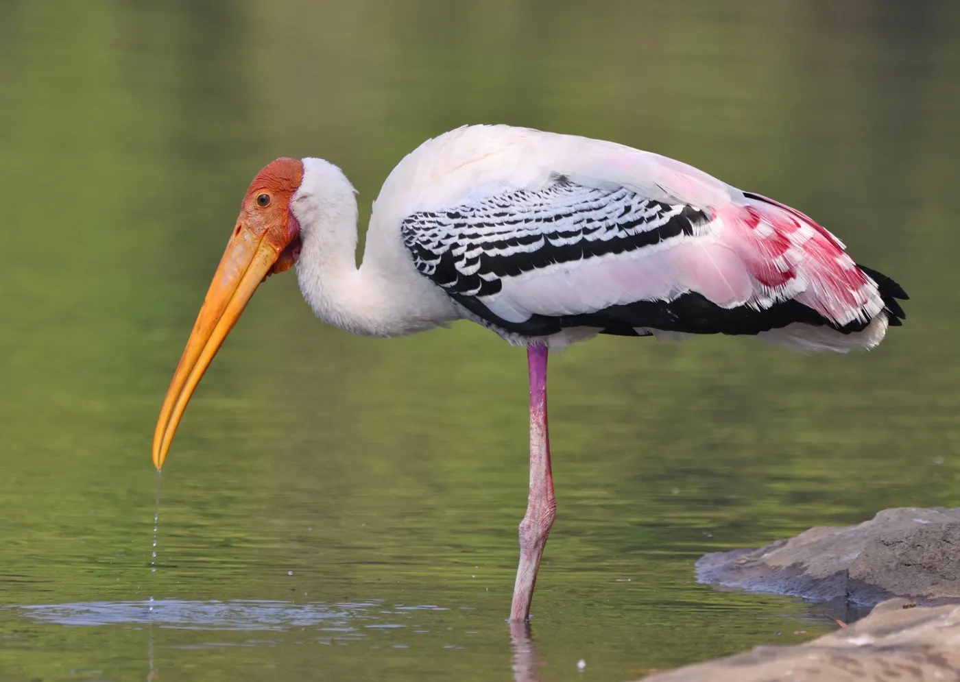 A painted stork, the bird that fills Keoladeo's monsoon heronries at Bharatpur