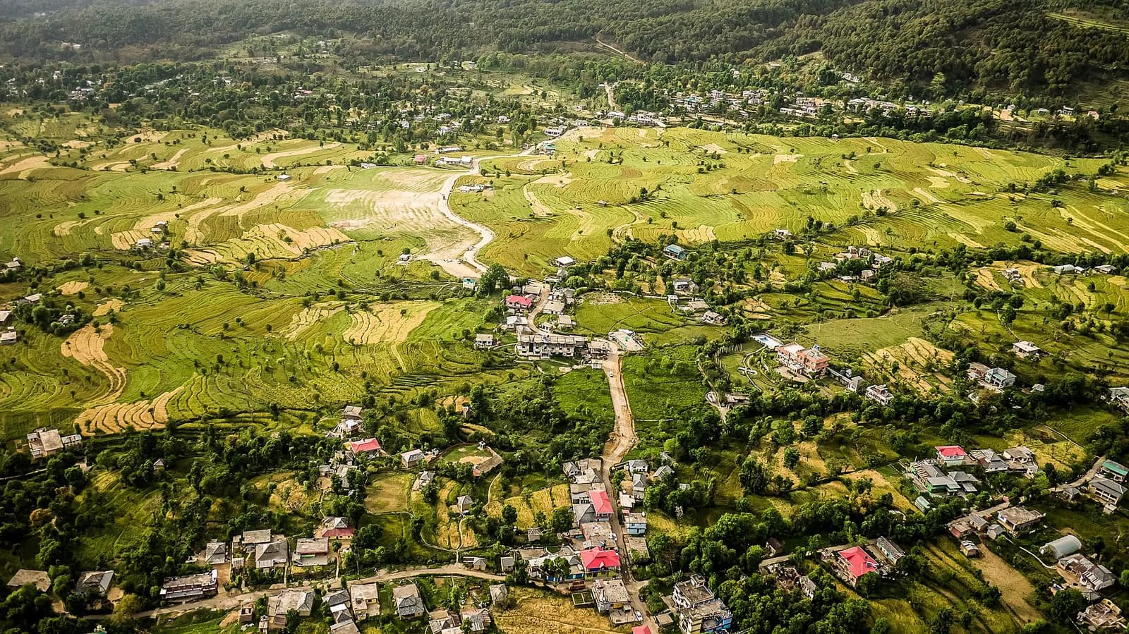 Paragliders descending over the tea gardens and monastery roofs of Bir in the Kangra valley