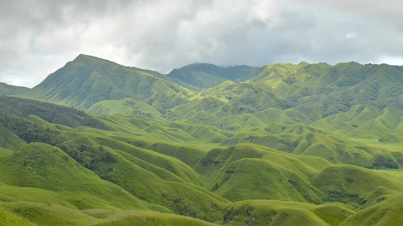 The rolling dwarf-bamboo floor of Dzukou Valley on the Nagaland border