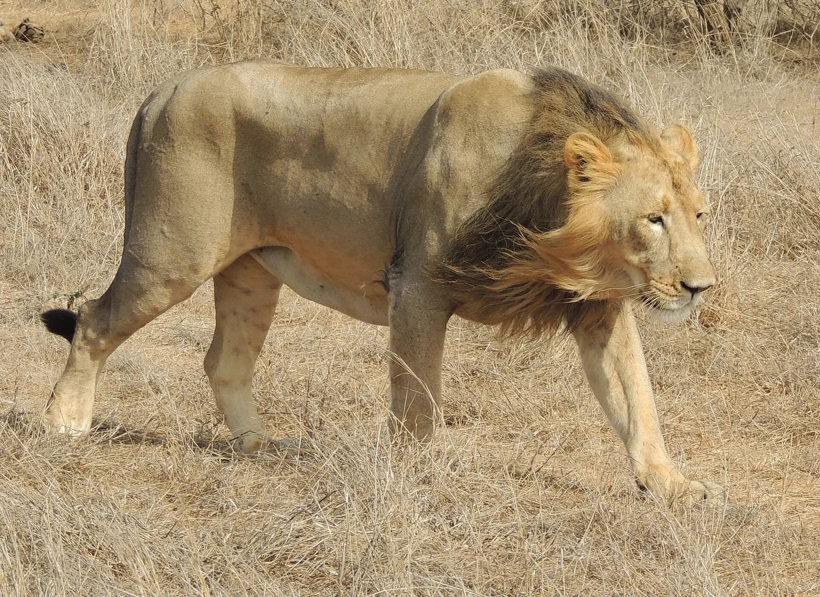 An Asiatic lion resting in the dry teak scrub of Gir National Park in Gujarat