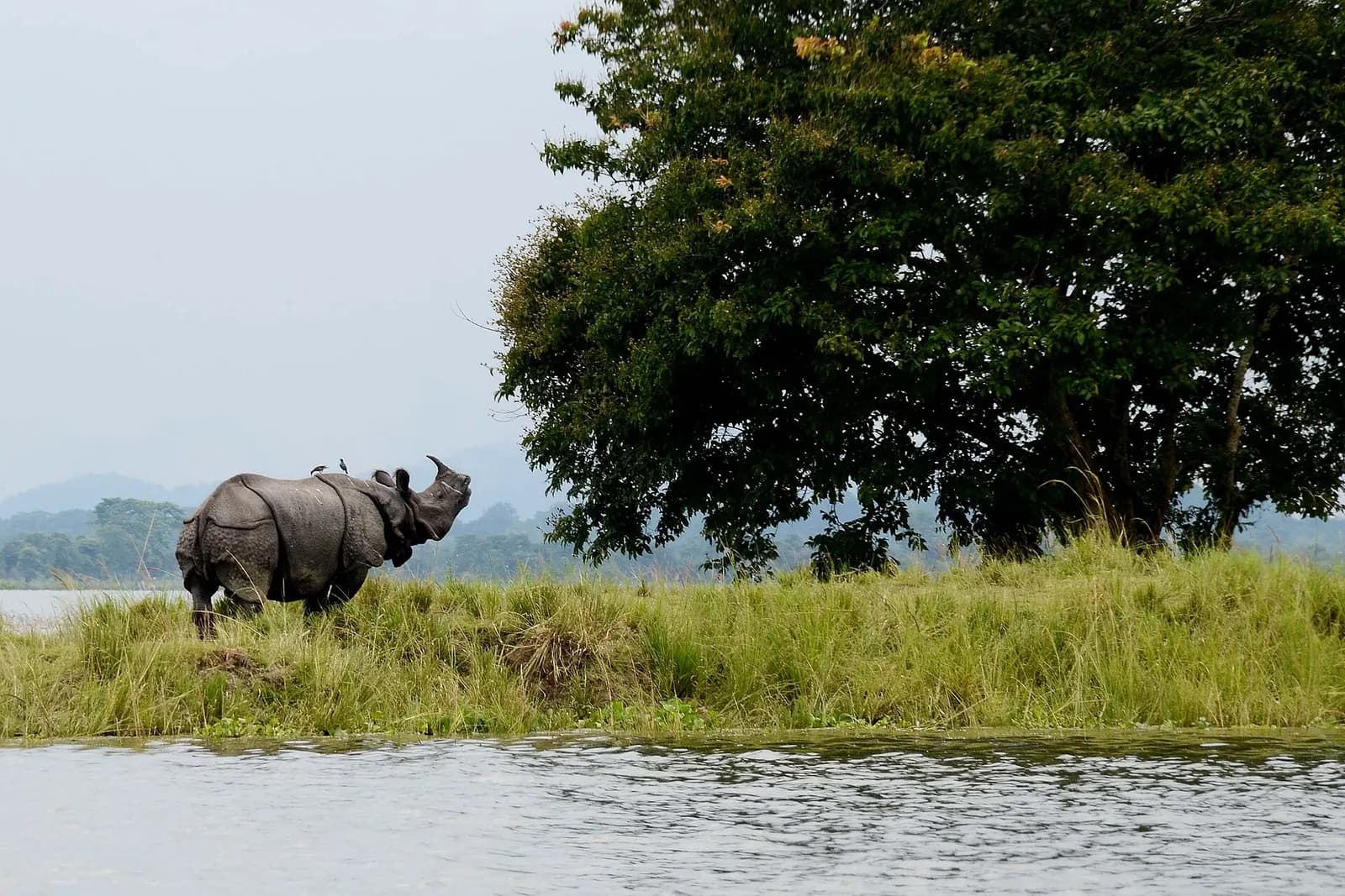 Greater one-horned rhinoceros grazing in the tall grass of Kaziranga National Park