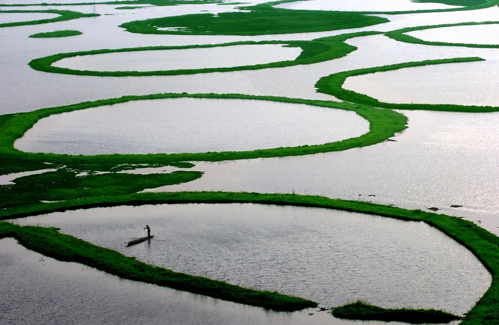 Circular floating phumdi fishing rings on Loktak Lake in Manipur