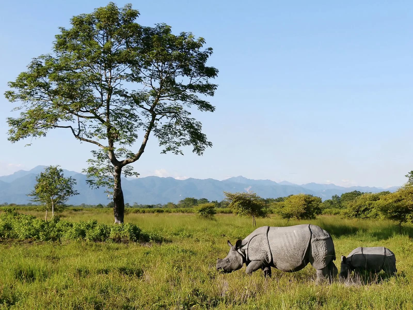 Grassland and forested Bhutan foothills in Manas National Park, Assam