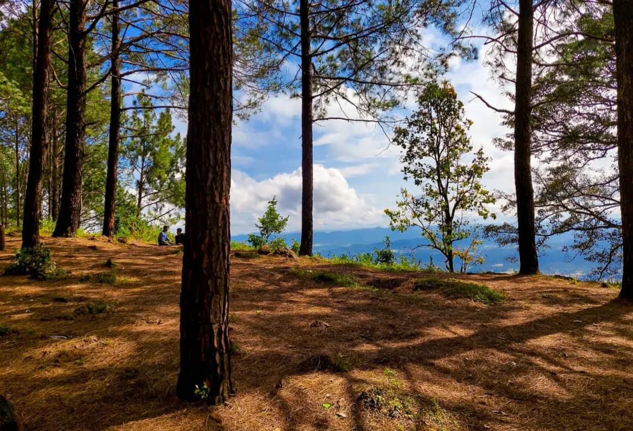 Pine plantations along a road on the Netarhat plateau hill station in Jharkhand