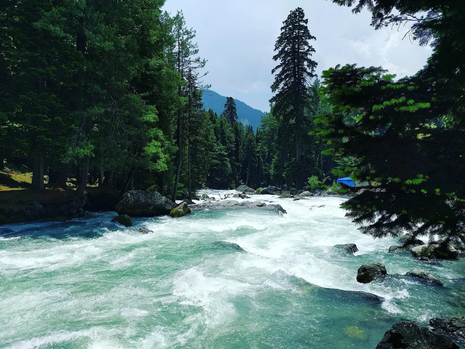 The Lidder river running through pine forest at Pahalgam in Kashmir