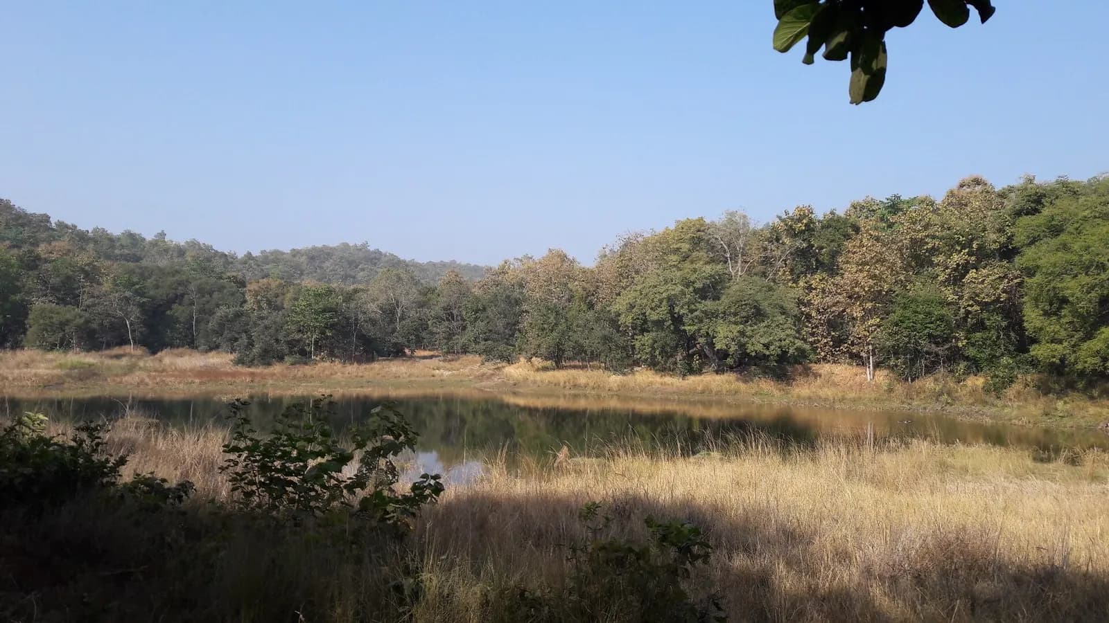 A tiger crossing a dusty forest track between teak trees in Pench National Park