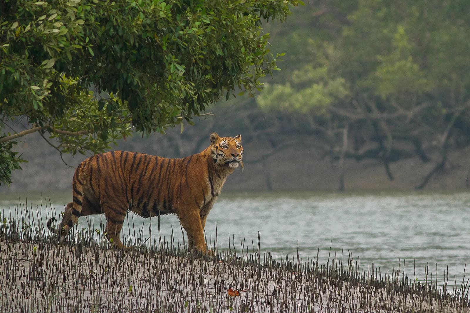 A Royal Bengal tiger on a mangrove bank in the Sundarbans tiger reserve