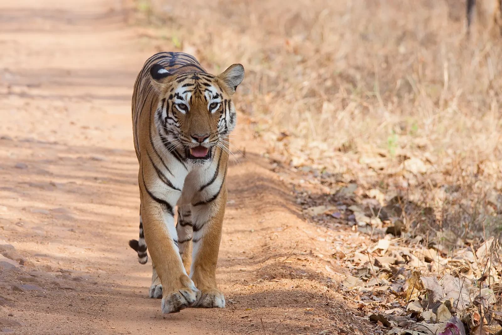A tiger walking through dry teak and bamboo forest in Tadoba Andhari Tiger Reserve