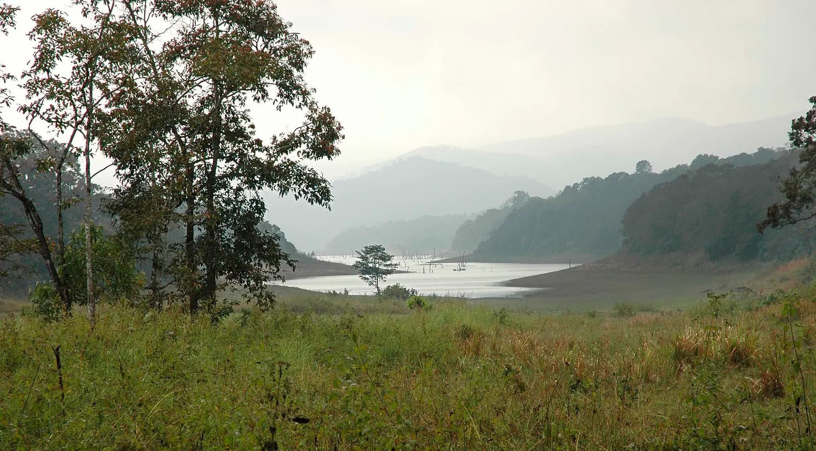 Dead tree trunks standing in the Periyar lake inside Periyar Tiger Reserve, Kerala