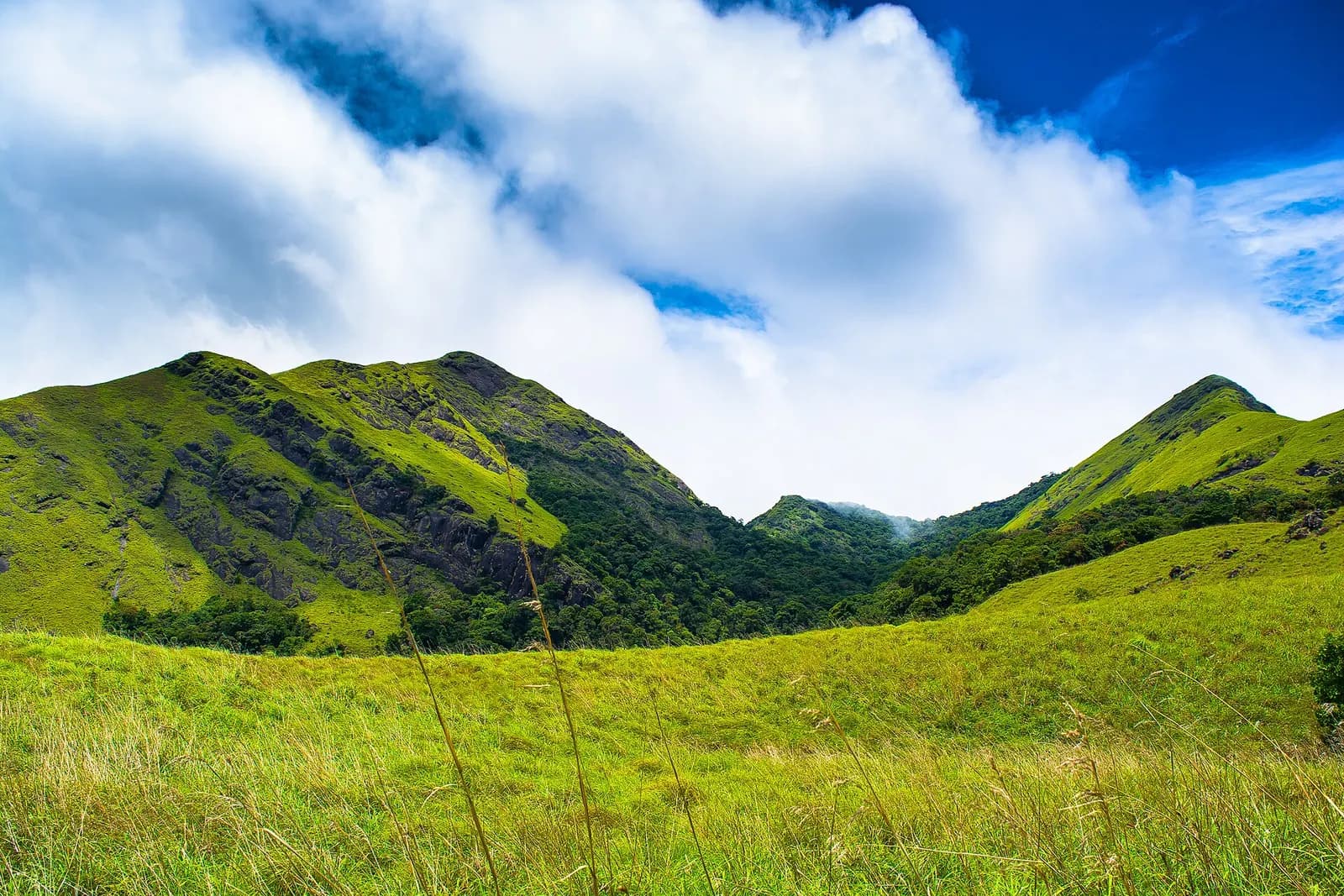 Green hills, paddy fields and coffee estates in Wayanad, Kerala