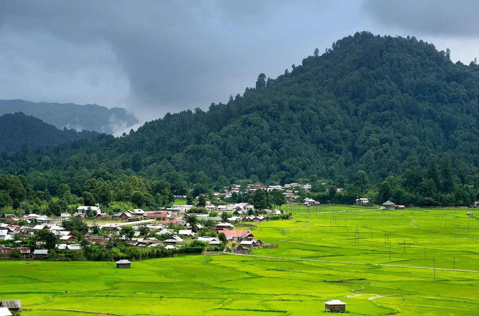 Green paddy terraces and pine-covered hills of the Apatani plateau at Ziro, Arunachal Pradesh