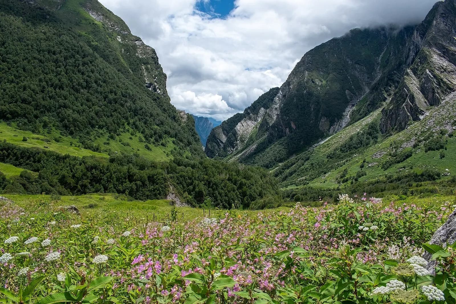 Wildflower meadow in bloom below snow ridges in the Valley of Flowers National Park, Uttarakhand