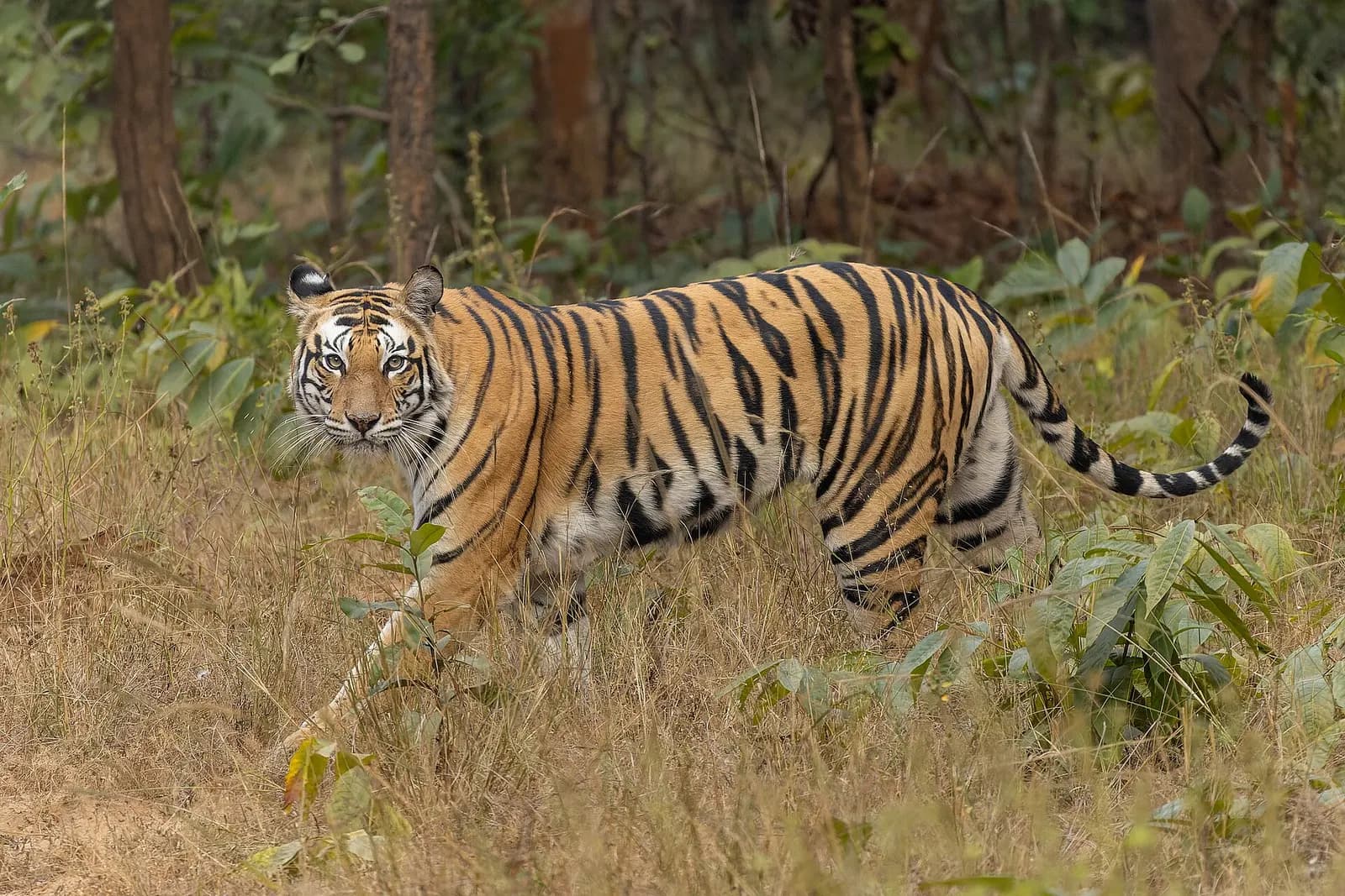 A Bengal tiger walking through dry grass in an Indian tiger reserve