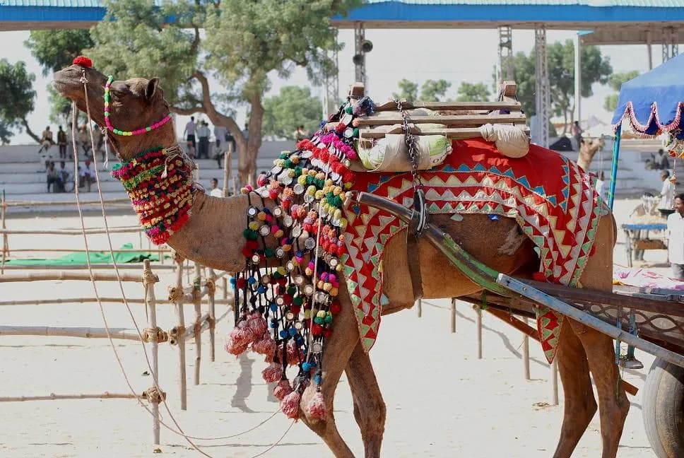 Camels and traders camped on the dunes at the Pushkar Fair in Rajasthan