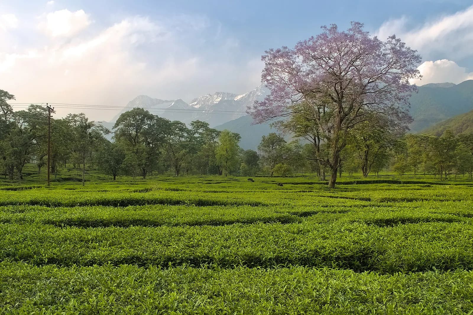 Tea gardens in the Kangra Valley of Himachal Pradesh