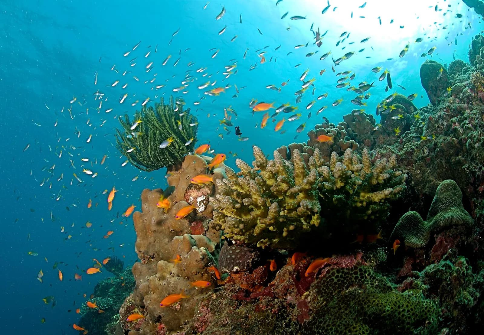 Coral reef under clear shallow water off the Andaman Islands