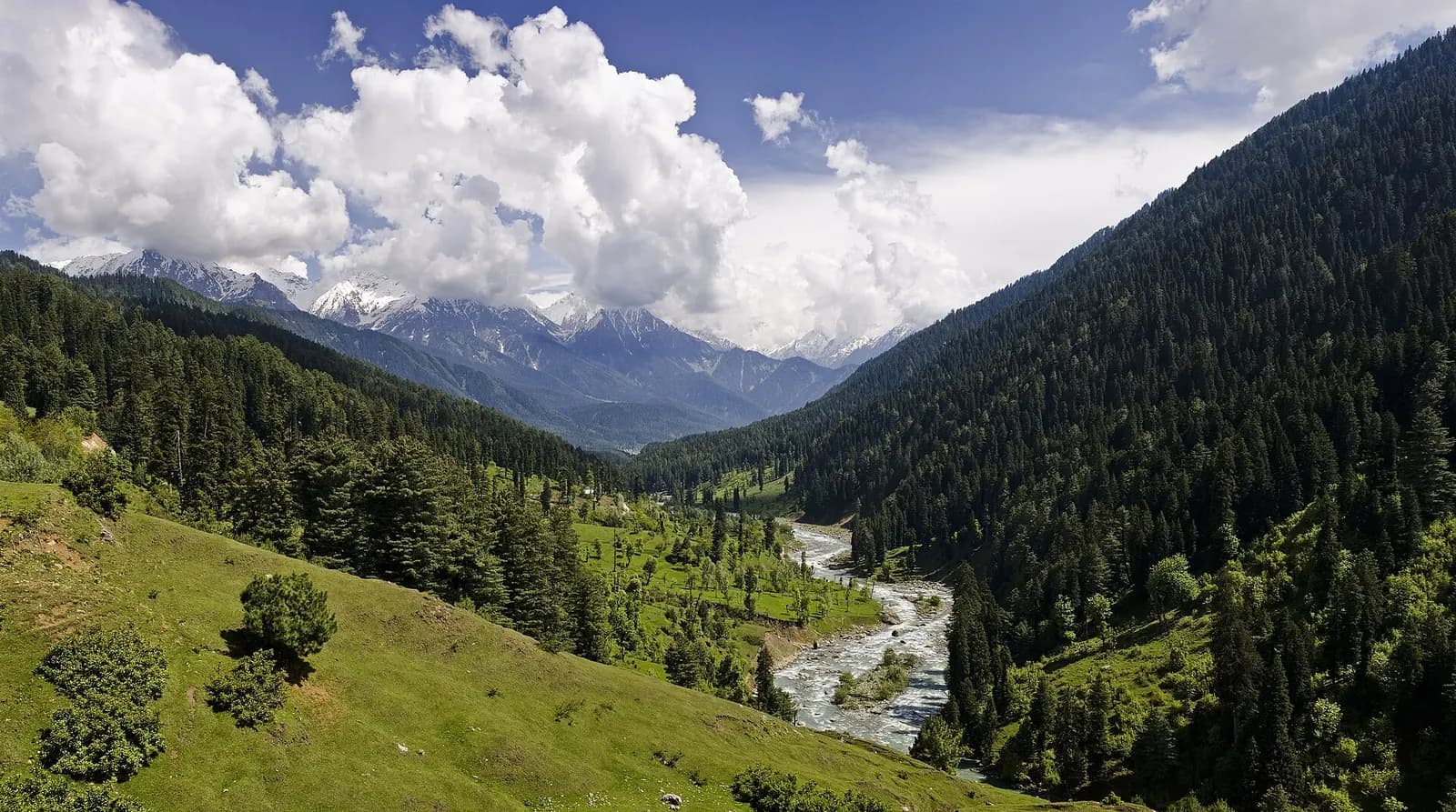 Meadows and pine slopes of the Lidder valley at Pahalgam, Kashmir