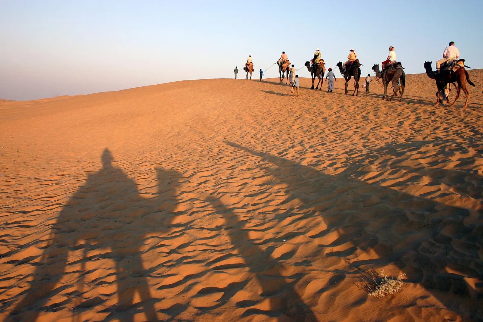 Camels crossing the dune ridges of the Thar Desert near Khuri, Rajasthan